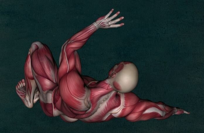 How and Why You Should Build Muscle